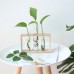 Simple creative wooden crafts plant green radish vase glass test tube hydroponic home desk decoration